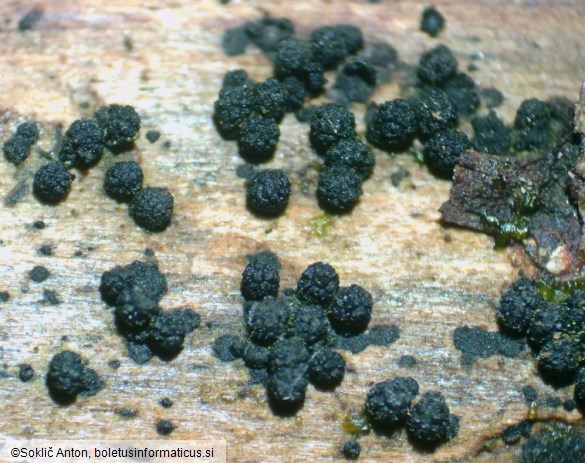 Bertia moriformis
