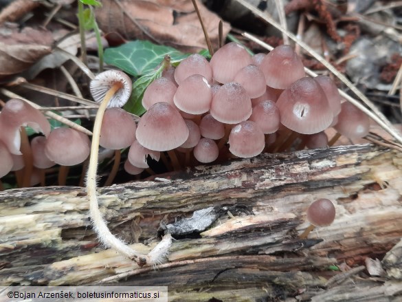 Mycena renati