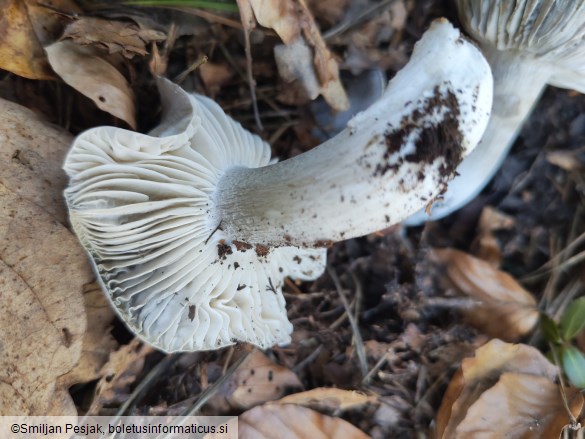 Hygrophorus marzuolus