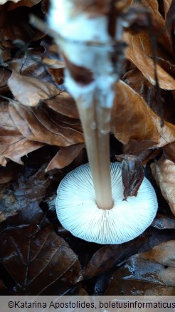 Rhodocollybia butyracea f. asema
