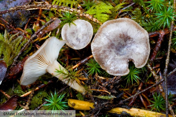 Rhizocybe pruinosa
