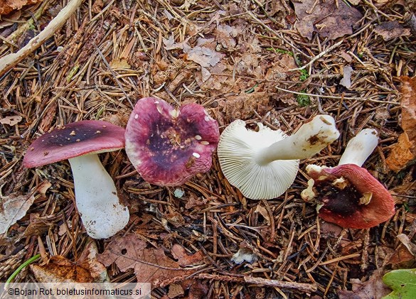 Russula fragilis