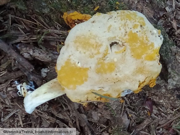 Hypomyces chrysospermus
