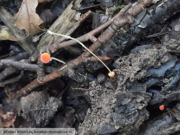 Mycena acicula