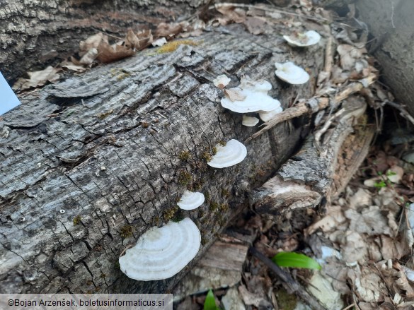 Trametes hirsuta