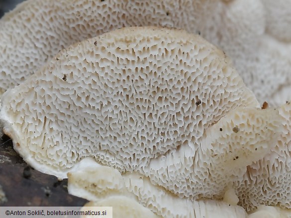 Osteina undosa