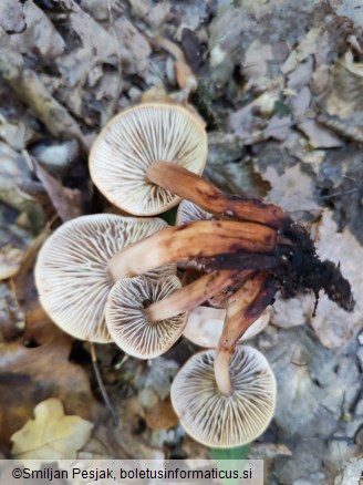 Gymnopus fusipes