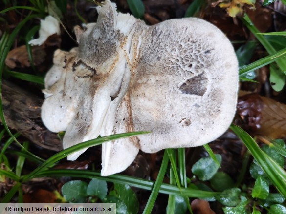 Tricholoma pardinum