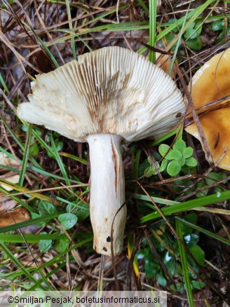 Russula subfoetens