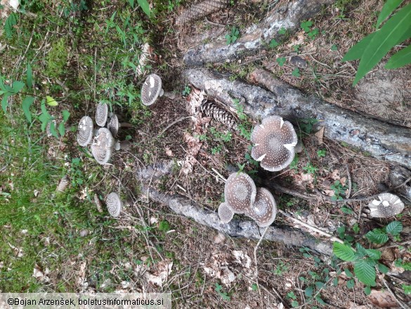Amanita excelsa var. spissa