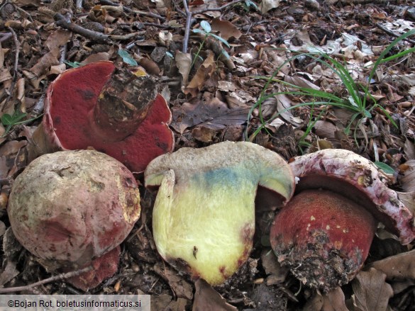 Rubroboletus rhodoxanthus