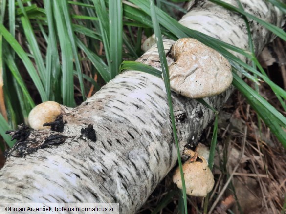 Fomitopsis betulina
