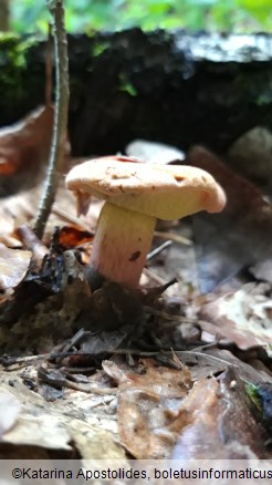 Rheubarbariboletus armeniacus