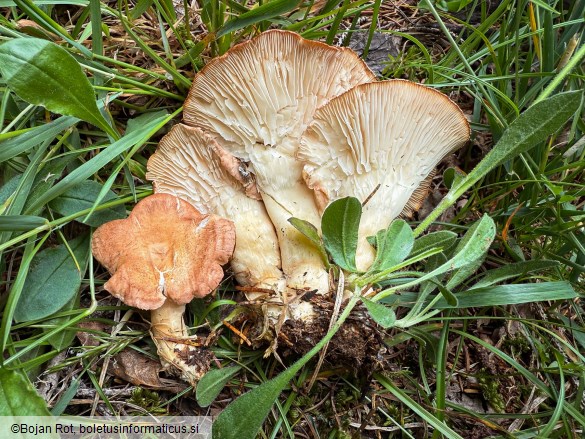 Infundibulicybe gibba