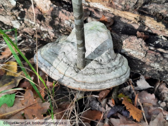 Fomes fomentarius