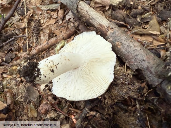 Russula cyanoxantha