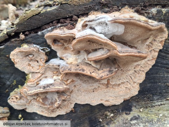 Bjerkandera fumosa