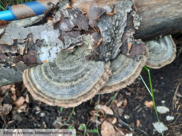 Trametes hirsuta