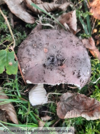 Russula cyanoxantha