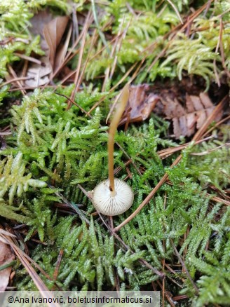 Strobilurus esculentus