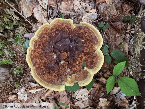 Phaeolus schweinitzii
