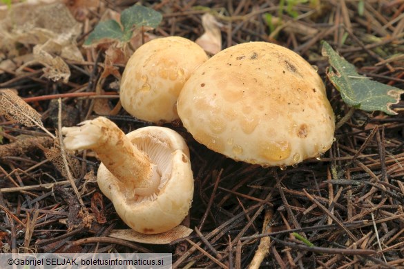 Chamaemyces fracidus