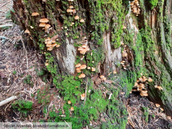Xeromphalina campanella