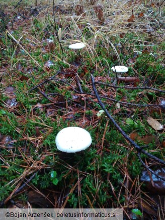 Amanita citrina