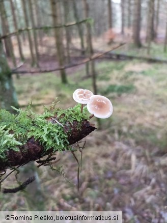 Baeospora myosura