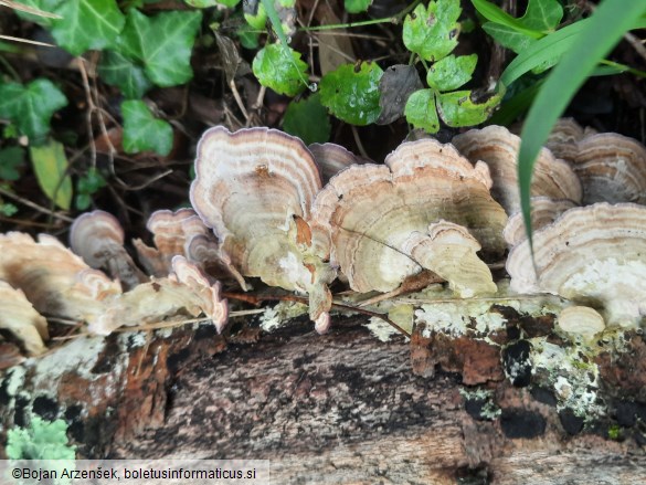 Trichaptum biforme