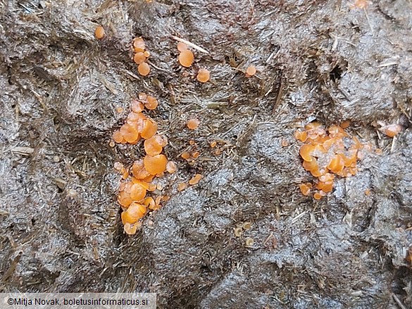 Cheilymenia granulata