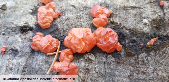 Ditangium cerasi