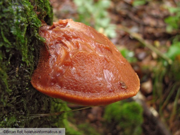 Fistulina hepatica