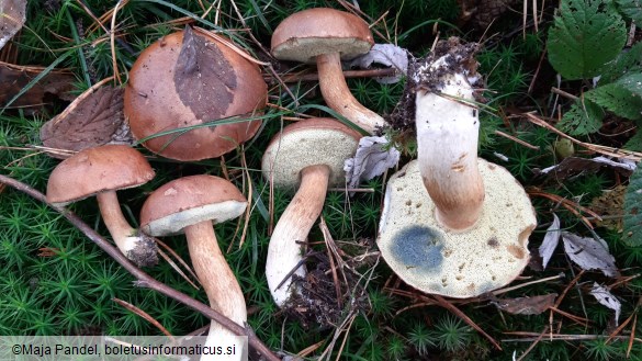 Boletus badius