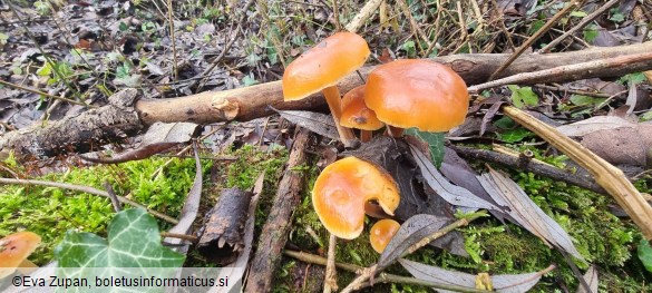 Flammulina elastica