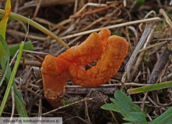Cordyceps militaris