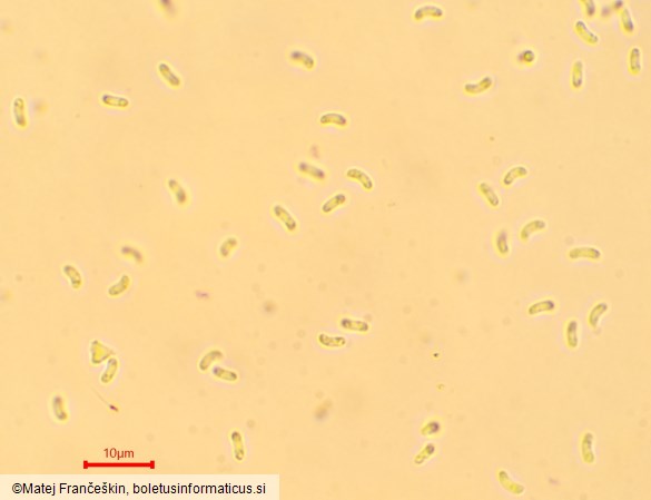 Merulius tremellosus