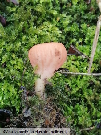 Sarcoscypha austriaca