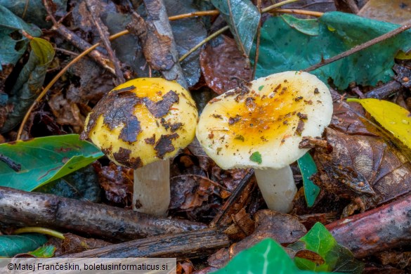 Russula fellea