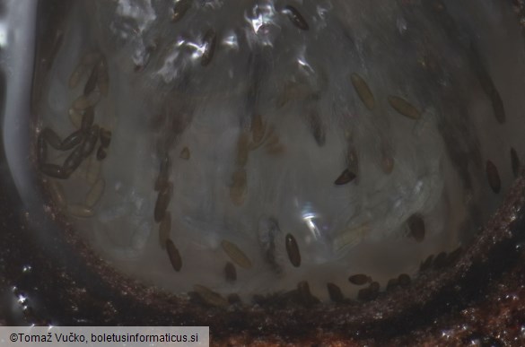 Navicella pileata