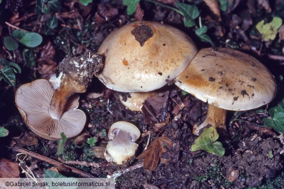 Cortinarius boudieri