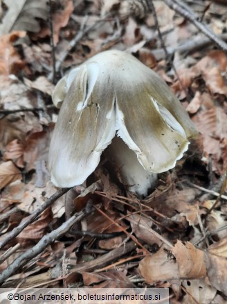 Tricholoma sejunctum
