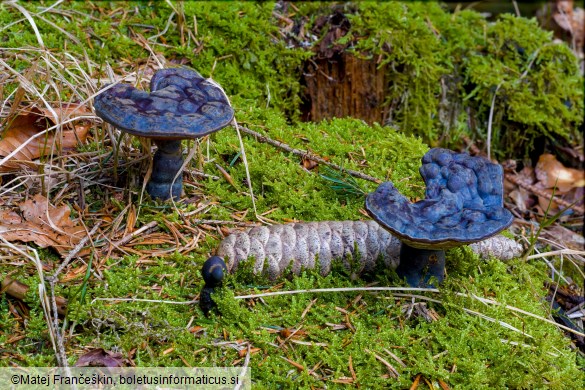 Ganoderma carnosum