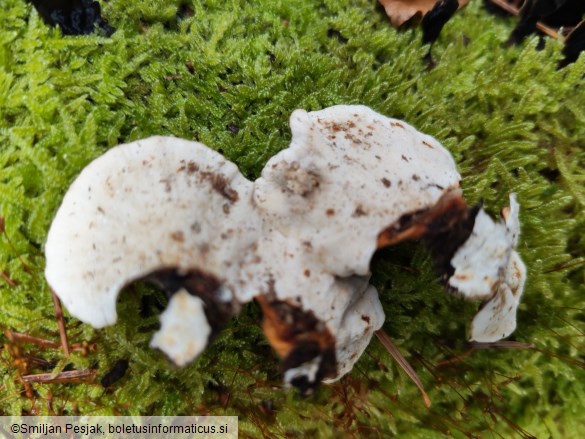 Trametes versicolor