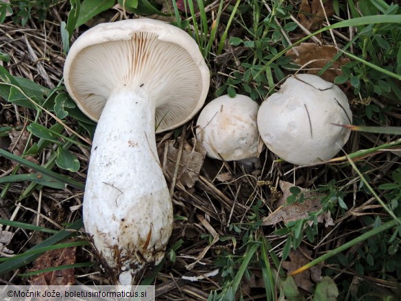 Pleurotus eryngii var. ferulae