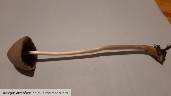 Psathyrella conopilus