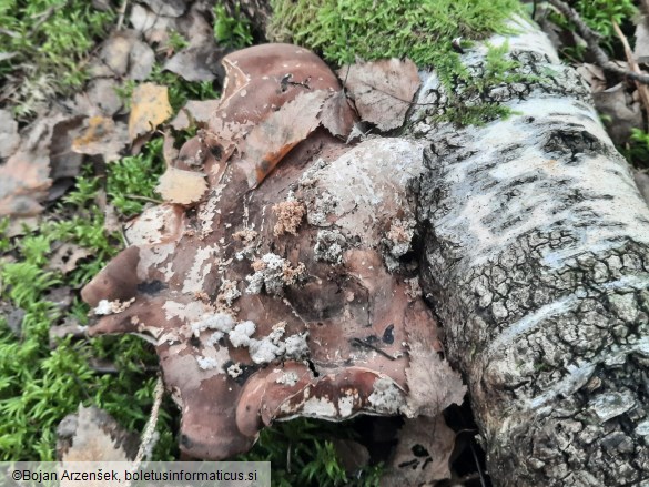 Fomitopsis betulina