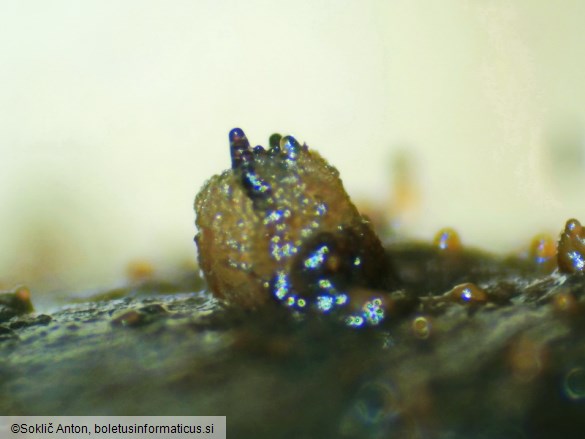 Ascobolus immersus