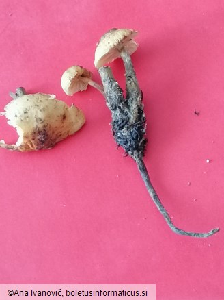 Flammulina elastica