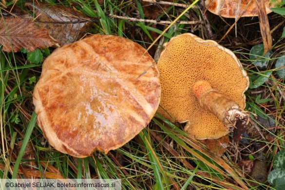 Suillus tridentinus
